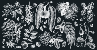 Hand-sketched nut trees and plants. Botanical drawings on chalkboard. Vector nuts collection. Hand drawn pecan, macadamia, pine nuts, walnut, almond, pistachio, chestnut, peanut, brazil nut .